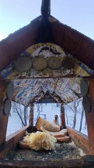 1000006426.mp4Кормушка.14.12.2025г.