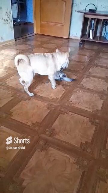 Оскар , битва титанов .