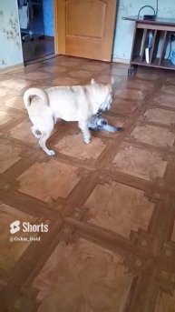 Оскар , битва титанов .