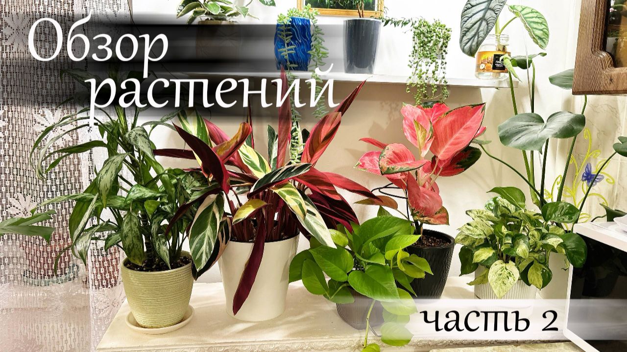 Обзор растений часть 2