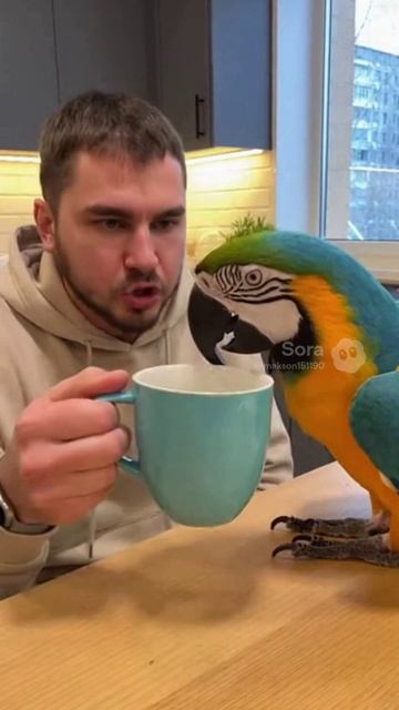 Попугай и кофе #sora #funny #ии #угар #pets #милота #cute #попугай #кофе