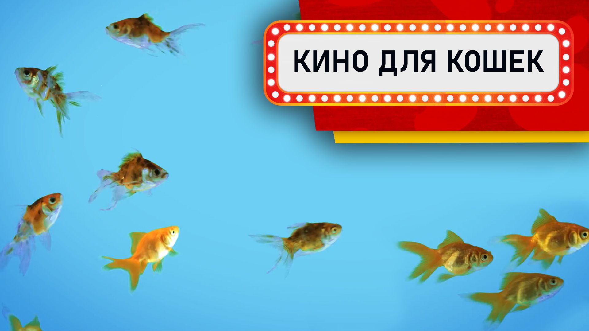 Видео для Кошек - Золотые рыбки в аквариуме (Развлеки своего кота)