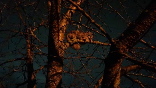 Кот на дереве ночью, не хочет слезать, пёс напугал