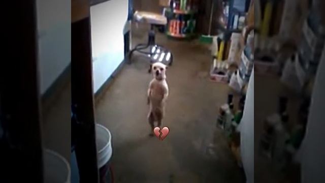 Собачка танцует