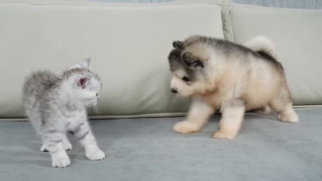 Щенок аляскинского маламута впервые встречает котёнка