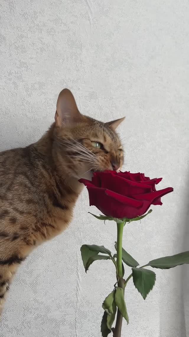Мой кот тоже любит цветы… Есть и ронять, разливая воду)