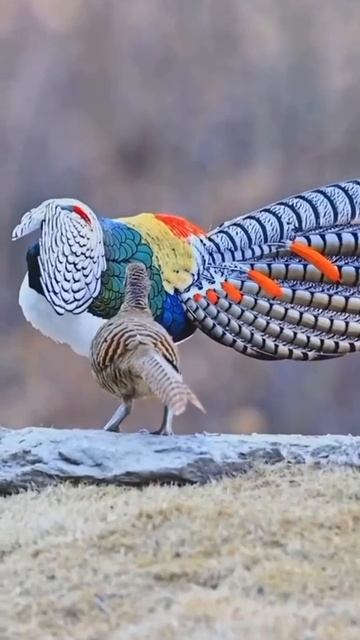 Алмазный фазан.