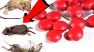 Как избавиться от мышей и крыс навсегда За 1 минуту...!!!..