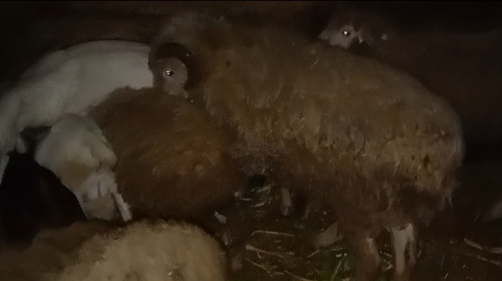 БИТВА БАРАНА 🐏 / БАРАН 🥊БОКСЁР