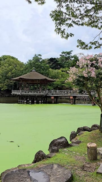 В парке города Нара, Япония