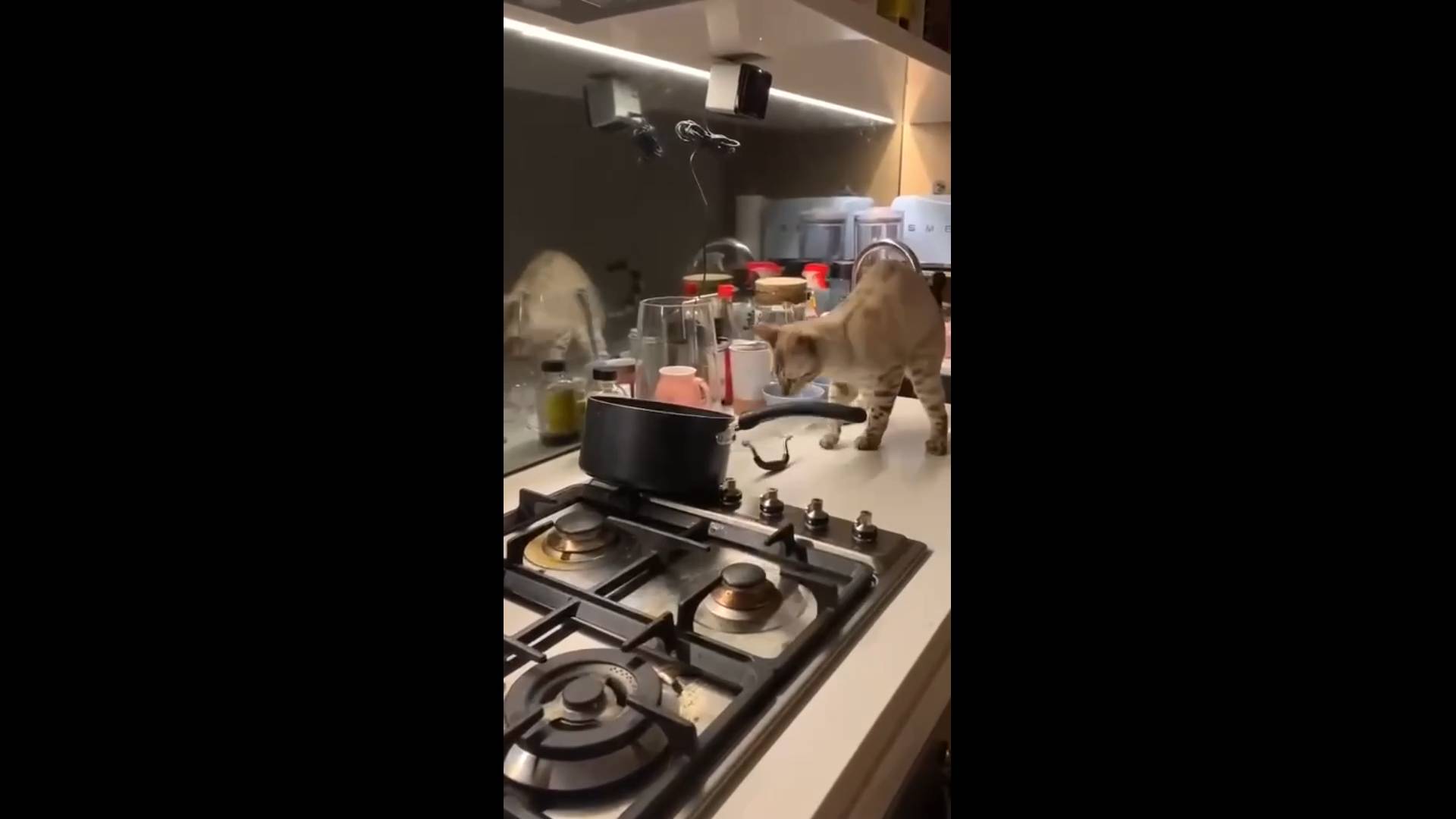 Лучшие приколы и видео 2025 \ СМЕШНЫЕ ВИДЕОПРИКОЛЫ Чудики из ТИК ТОК 🤣😎👍