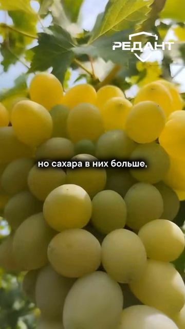 ТОП_5_фруктов,_которые_убь@т_сердце_мужчины!