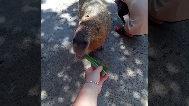 VinWonders (Vinpearl): капибары.