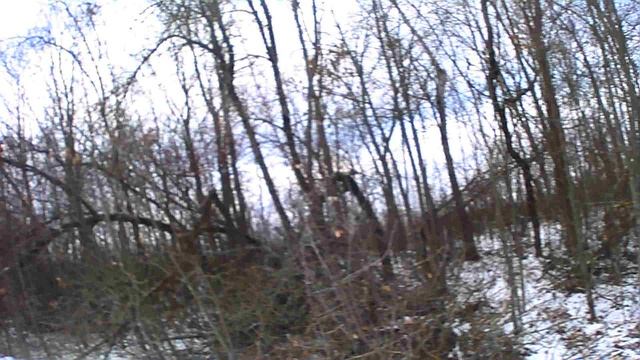 Охота на зайца с эстонкой. 4