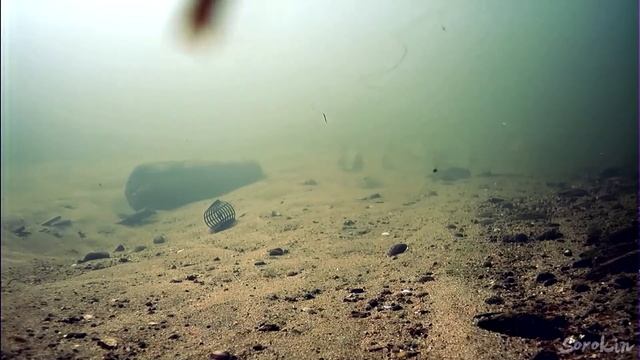 Речной Фидер под водой. Рыбалка и поклёвки рыбы.