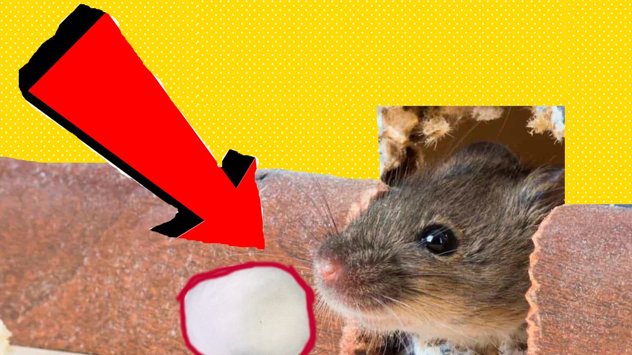 Как избавиться от мышей и крыс навсегда За 1 минуту..!!...