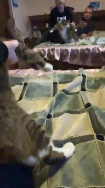 🐈🕺 танцующий кот