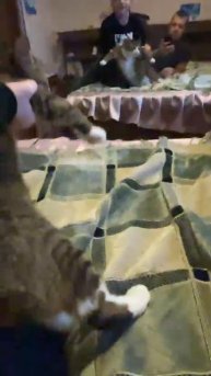 🐈🕺 танцующий кот