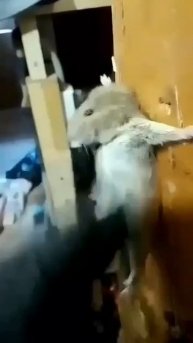 В плен попал диверсант, идет допрос.18+ мат