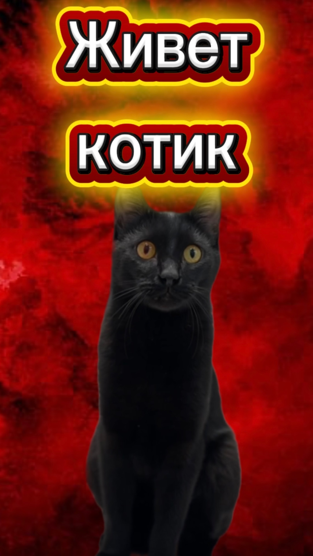 Когда с вами живет котик #кот #кошка #котики #животные #питомцы