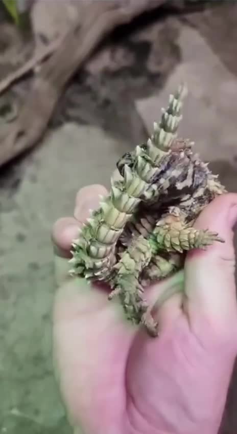 Подпишись 👉 https://kamennyi-zver.ru/