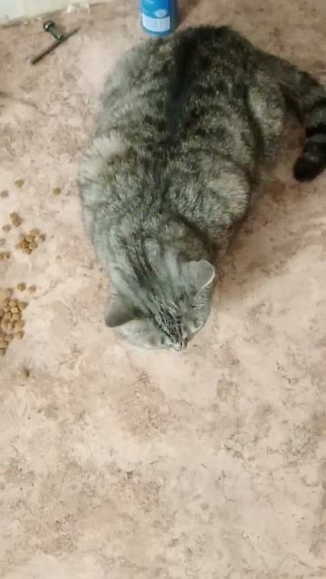 Остатки лёгочной чумы