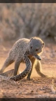 Храбрый Мангуст