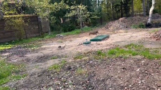 Серия 6. Купили дом. Осенние работы в саду и мысли о будущем.