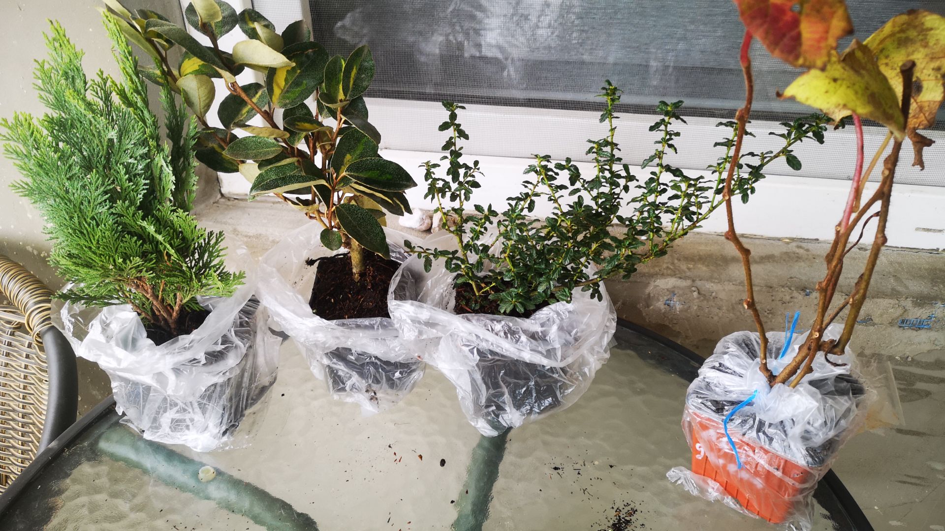 Получила растения 12.12.2025