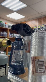 Страж порядка в магазине „СтройХозТовары”.