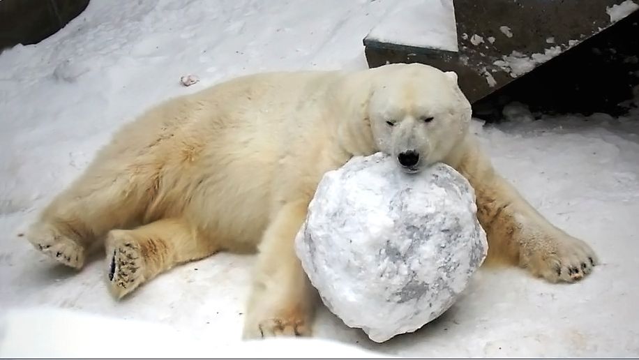 Белый медведь Кай отдохнул, выспался и решил поиграть со своим любимым шаром.