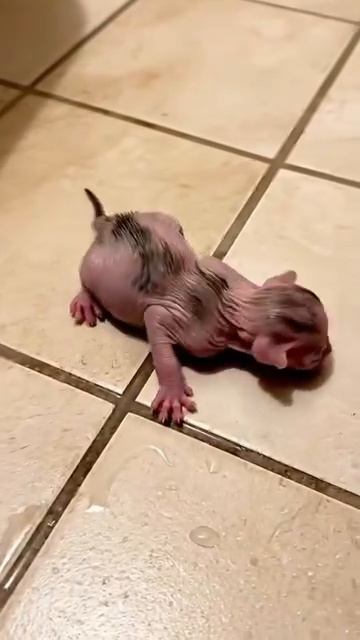 AQNYV1rcSW2lKSsURyYZ24m6Ju4ayzgDTCaD2ma_zE4byq7f7uKyon4nioC_SK9