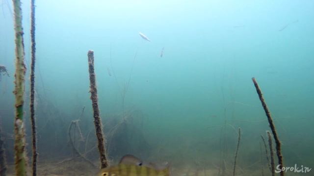 Реакция ЩУКИ на ПЛОТВУ. Подводная съемка.