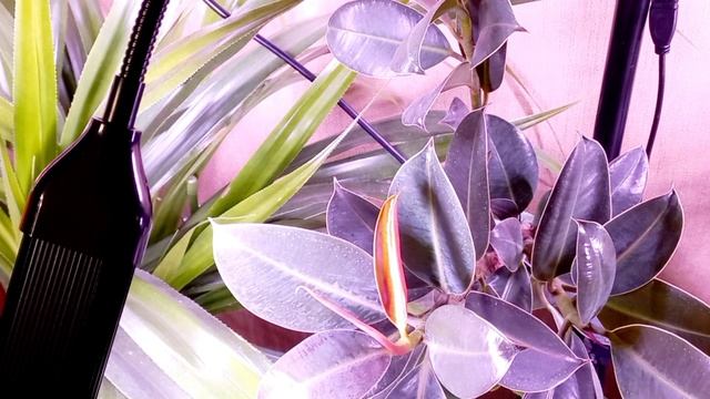 358. Цветочный уголок в комнате.