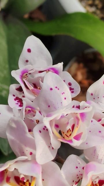 Снежная красавица