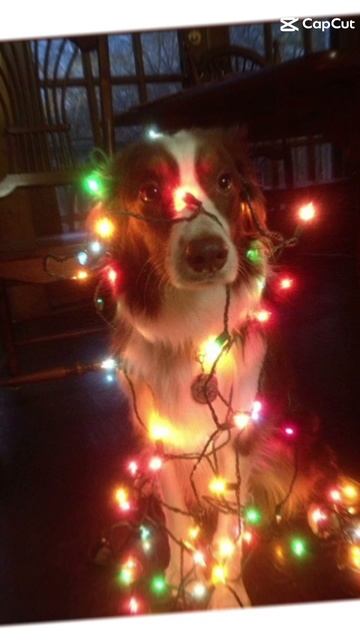 #shorts #милота #нг