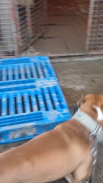 Яцик # Шереметьевский приют # собаки в дар