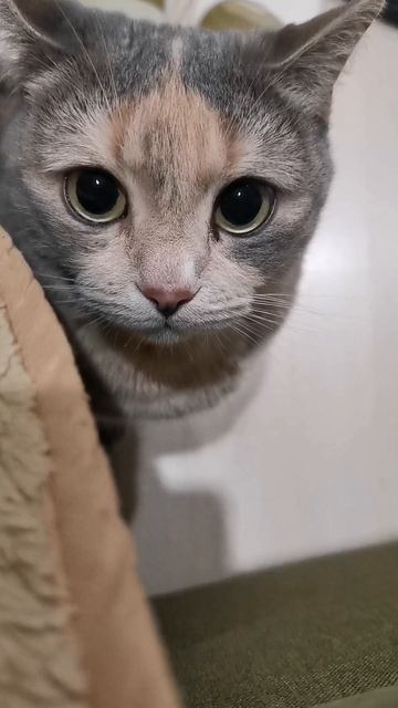 Бонита передает всем привет 💚