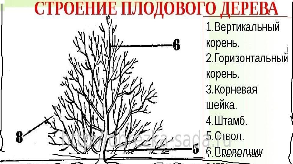 строение плодового дерева