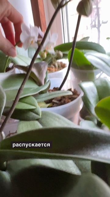 Начинают распускаться мои крестики #орхидеясодержание #орхидеяфаленопсис #люблюорхидеи #orchidea