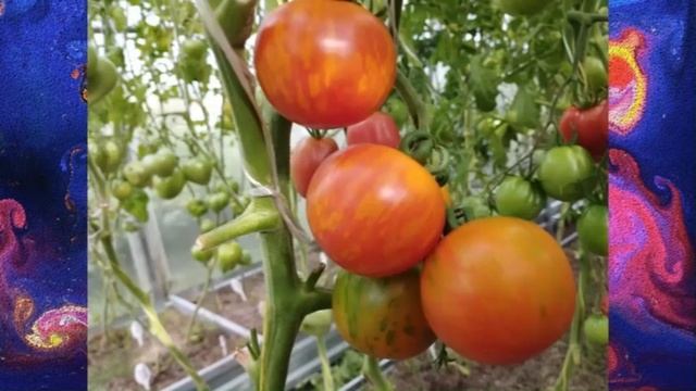 Каталог томатов на 2026 год. Часть 14. СКИДКИ на СЕМЕНА!   г. Киров. т. 89229284031