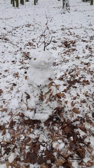 Идём гулять в лес! Походить по первому снегу 14.12.25