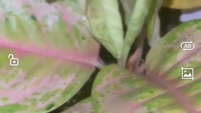 Аглаонемы, моя мини коллекция