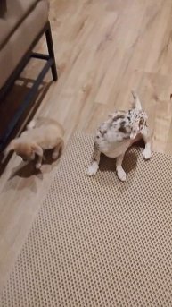 ани скучяют