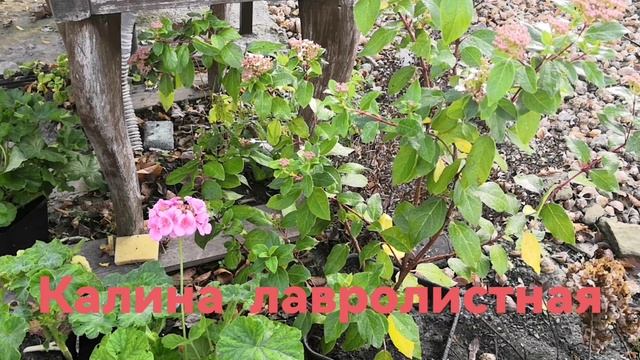 Южный сад в декабре. 2025 г