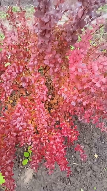 Осенняя красота барбариса Тунберга Атропурпурэа