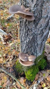 Попались первые вешенки в 2025 году