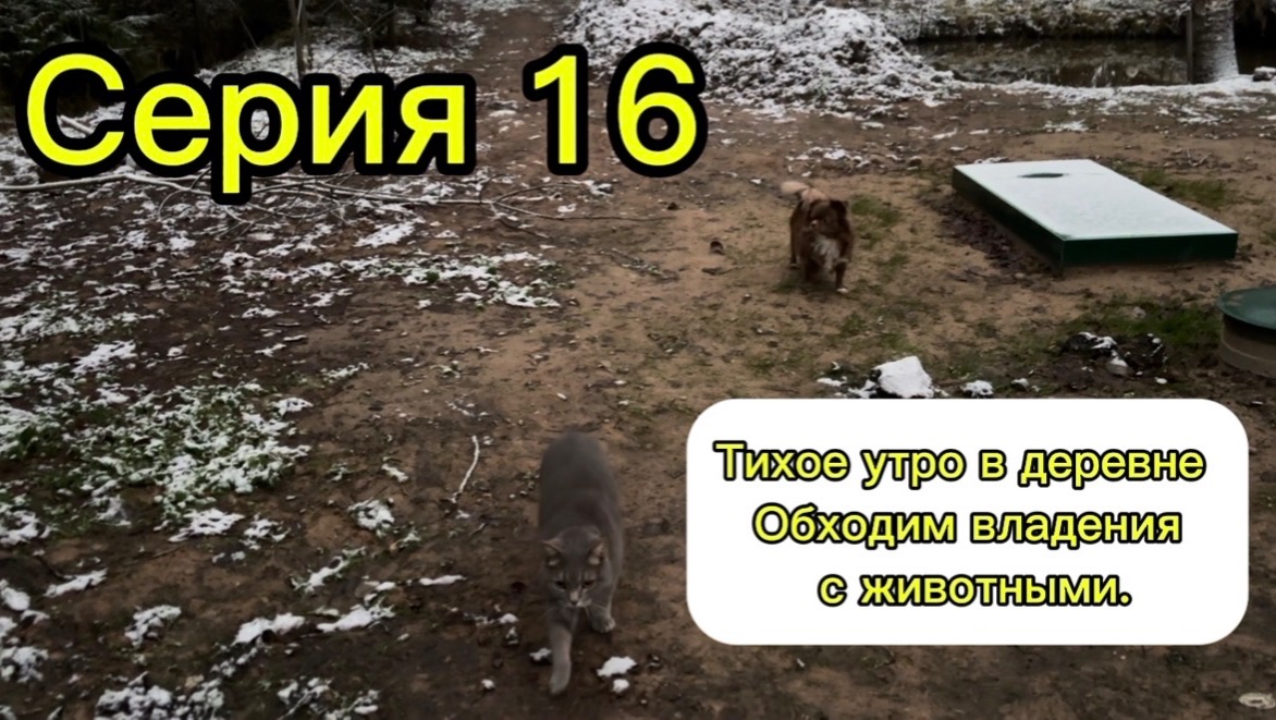 Серия 16. Тихое утро в деревне. Обход владений с котами и собаками. 4 декабря