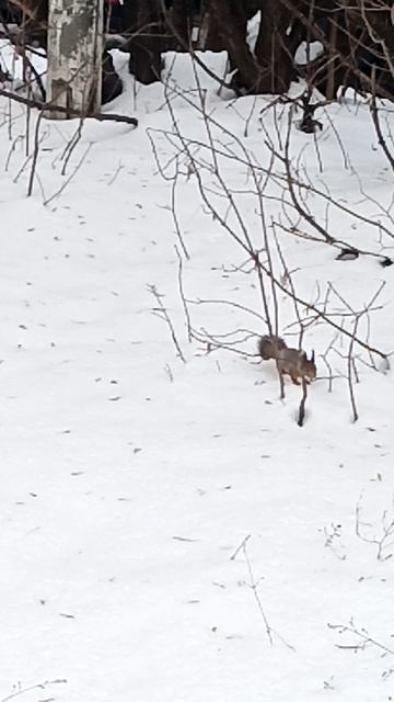 VID_20241222_141244.mp4