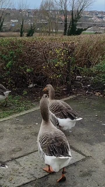 Битва за багет 😱🥖🦆